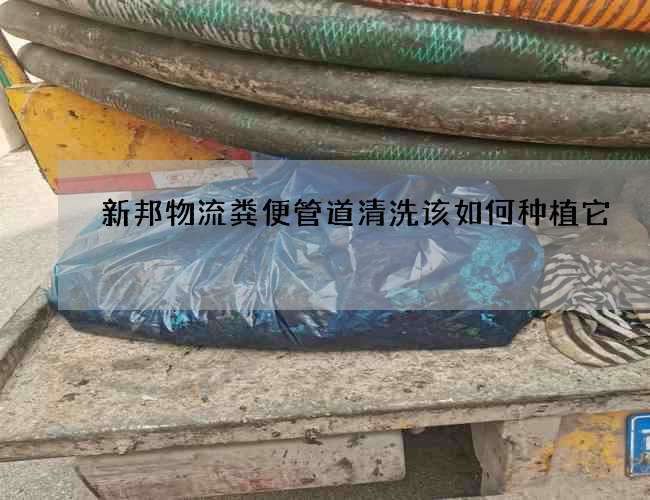 新邦物流粪便管道清洗该如何种植它